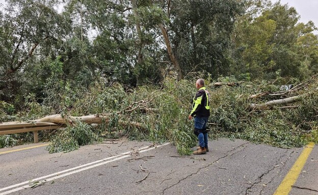 עצים שנפלו על כביש 977