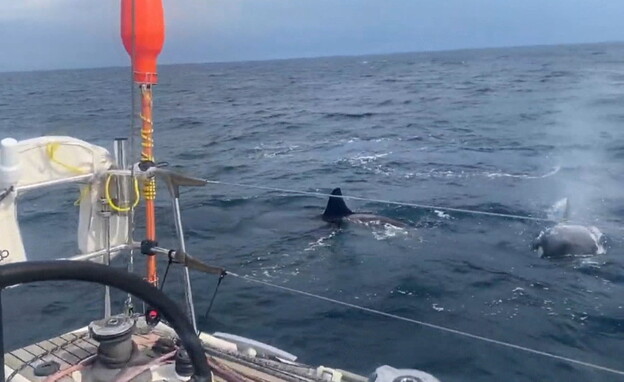 גל תקיפות לווייתנים בחופי ספרד ופורטוגל