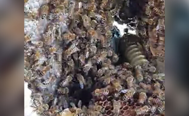 כוורת דבורים התגלתה בתוך קיר בית (צילום: שושנה אברג'יל)