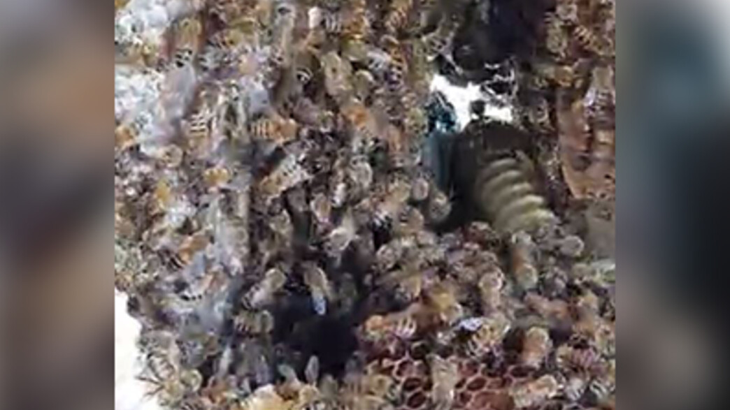 כוורת דבורים התגלתה בתוך קיר בית