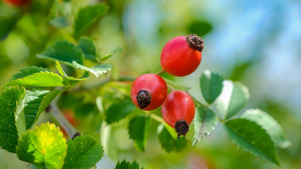 פקעות ורדים - טיפול בסוכרת