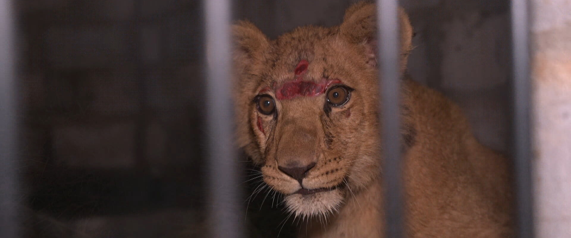 אבו מאלק, גור האריות (צילום: גיא שפירא, חדשות 12)