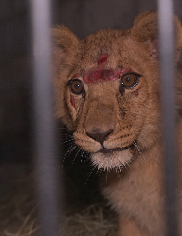 אבו מאלק, גור האריות (צילום: גיא שפירא, חדשות 12)
