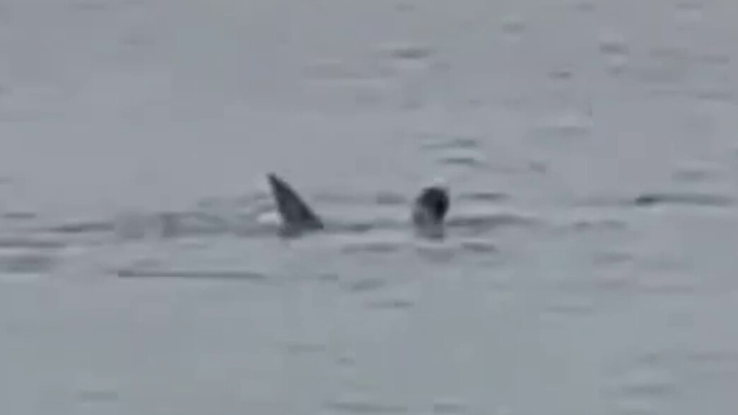 כריש תוקף אדם בסיני, שארם כריש תוקף אדם בסיני, שארם