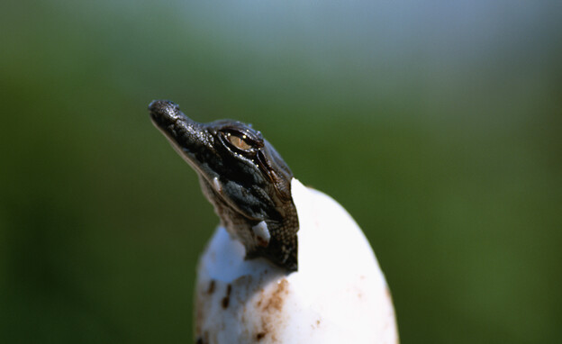 תנין בוקע מביצה (צילום: getty images)
