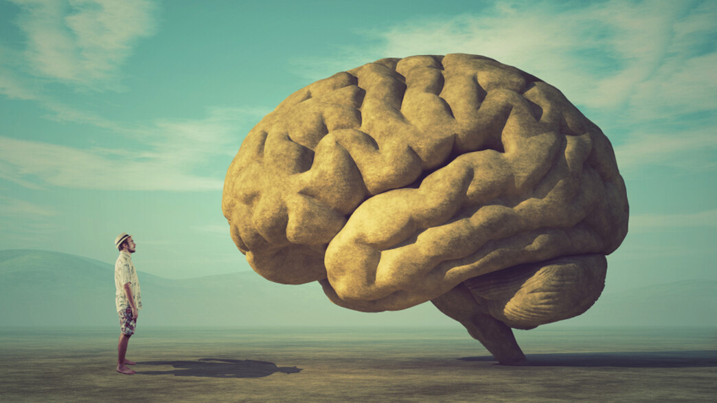 אילוסטרציה: מוח אנושי (צילום: Orla)