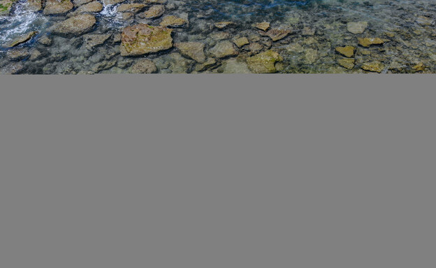 כלבת הים הנזירית יוליה בחוף געש (צילום:  גיא לוויאן, רשות הטבע והגנים)