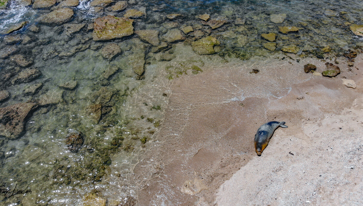 כלבת הים הנזירית יוליה בחוף געש