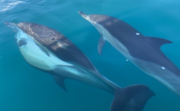 הזדווגות של דולפין מצוי באיזור אשדוד (צילום: שלומית שביט, רשות הטבע והגנים)