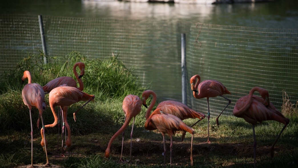 גן החיות התנ"כי