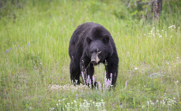 דוב שחור (צילום: getty images)