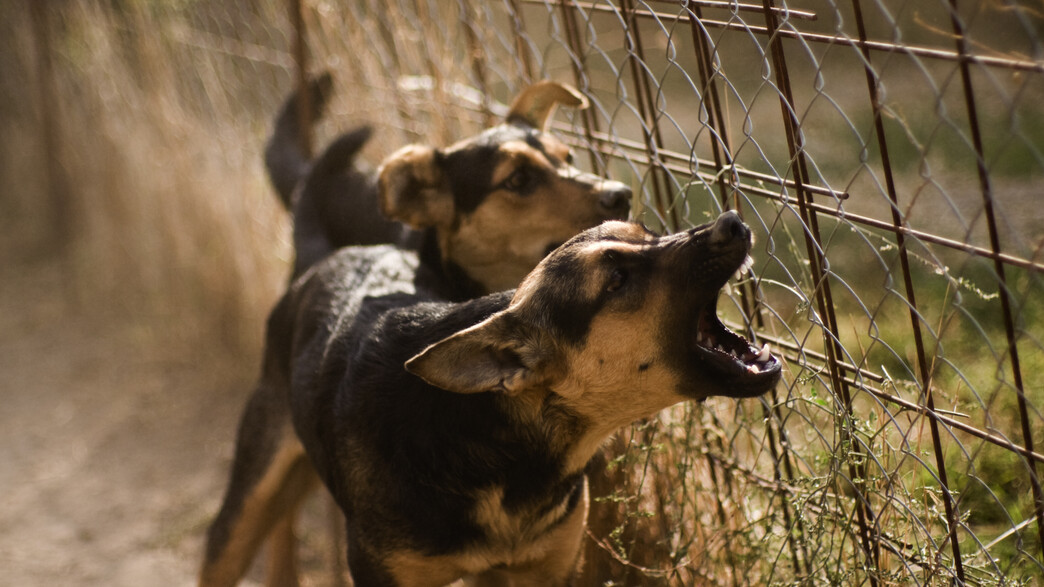 אילוסטרציה אילוסטרציה