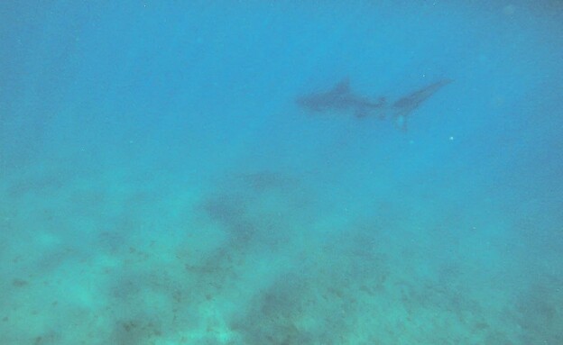 כריש טיגריסי באילת (צילום: עמוס ברטי, רשות הטבע והגנים)