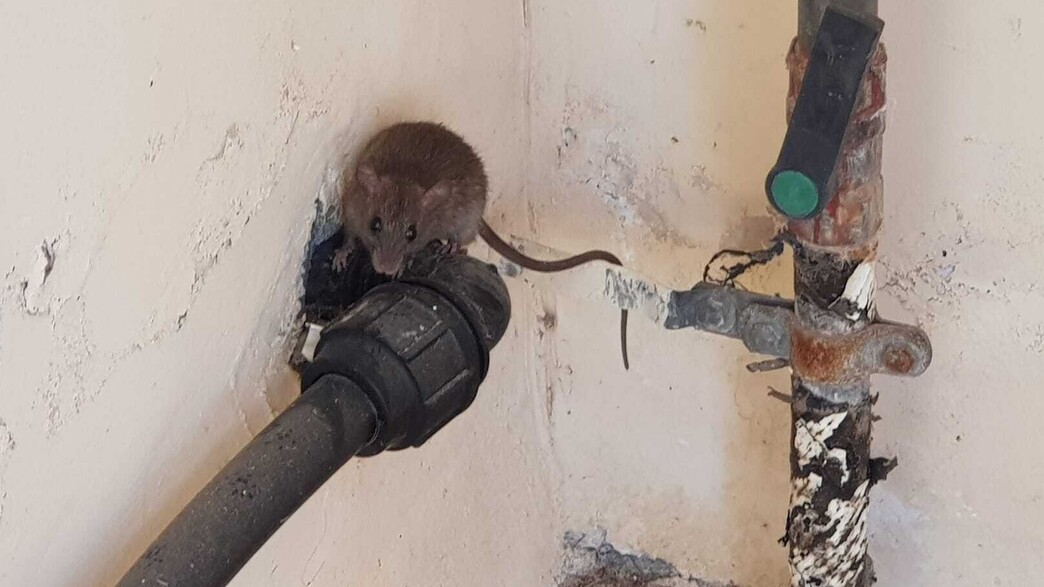 חולדות במרכז