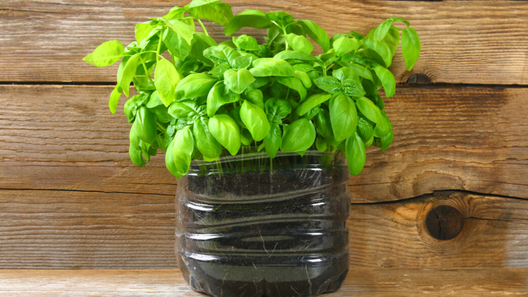 עציץ בזיליקום עציץ בזיליקום