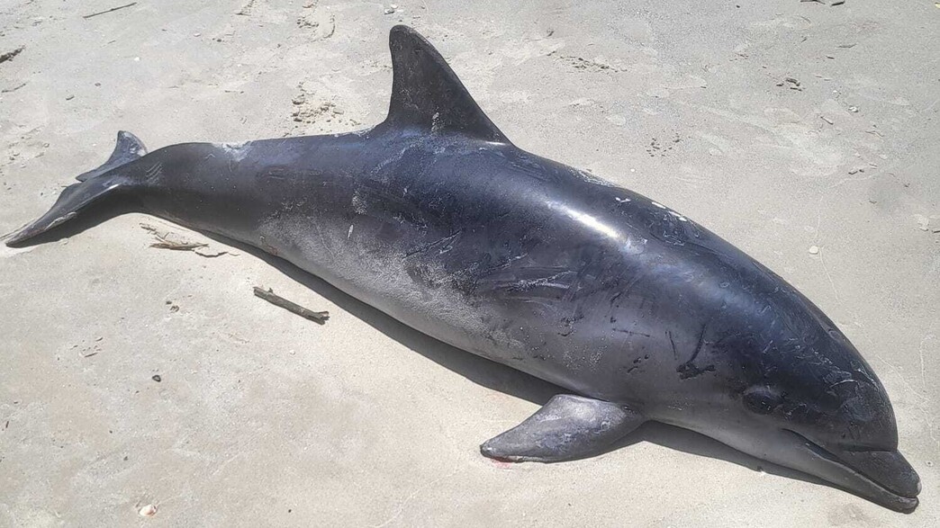 גופת דולפין נסחפה לחוף בחדרה