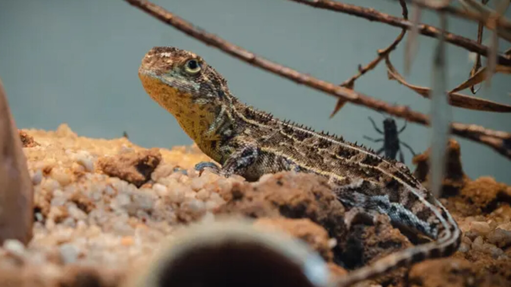 לטאת דרקון חסר אוזניים