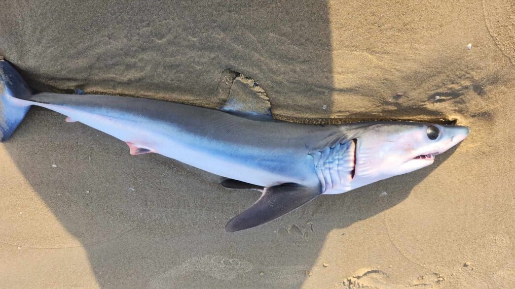 כריש עמלץ כחול נמצא בחוף מעיין צבי ליד קיסריה