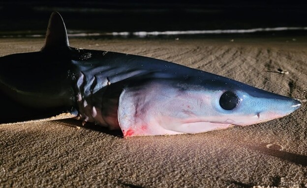 כריש עמלץ כחול נמצא בחוף מעיין צבי ליד קיסריה (צילום: שי קבסה, רשות הטבע והגנים)