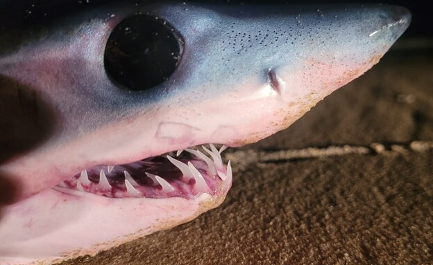 כריש עמלץ כחול נמצא בחוף מעיין צבי ליד קיסריה (צילום: שי קבסה, רשות הטבע והגנים)