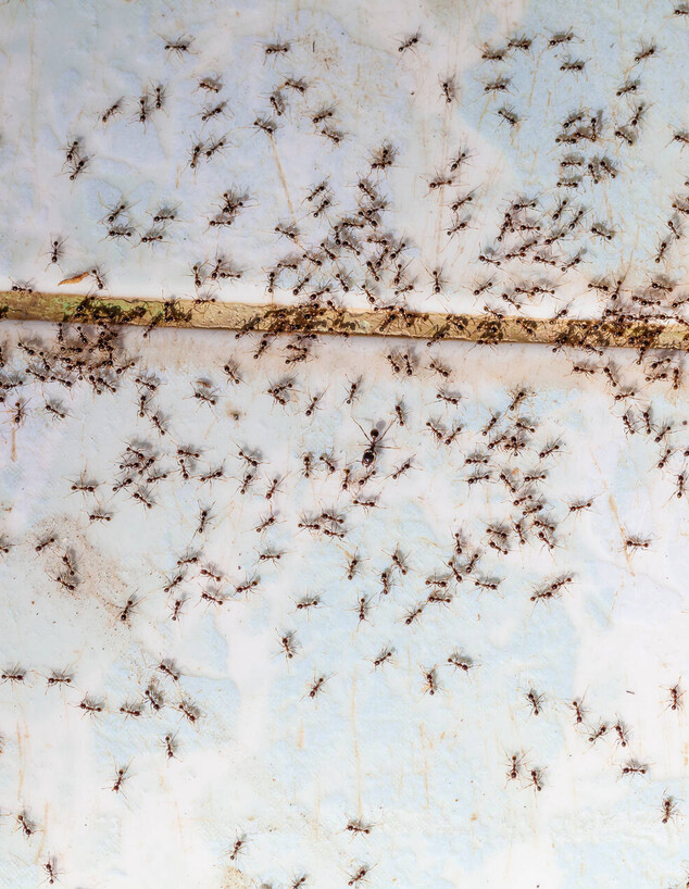 נמלים על אריח רצפה