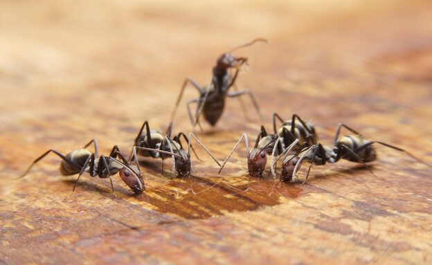 נמלים שותות על משטח עץ (צילום: Jukkapong Piyarom, SHUTTERSTOCK)