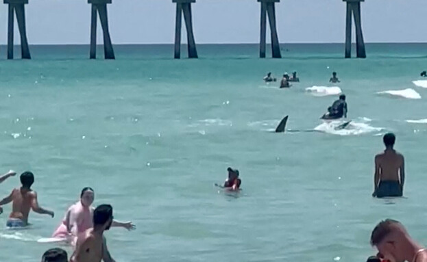 כריש בחוף פנסיקולה בפלורידה (צילום: רויטרס)