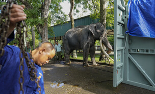 הפיל התאילנדי שהושב מסרי לנקה (צילום: AP)