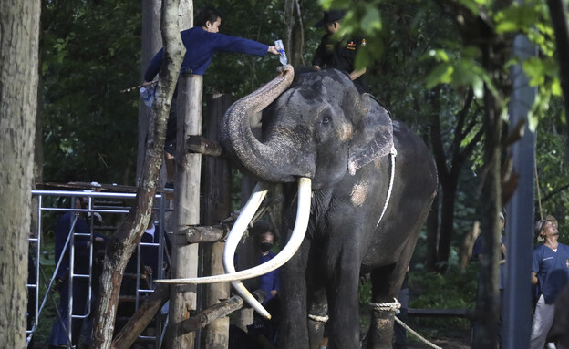 הפיל התאילנדי שהושב מסרי לנקה (צילום: AP)
