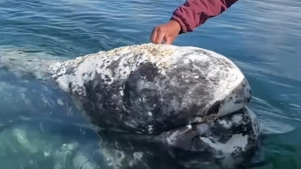 לוויתן אפור