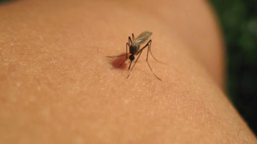 יתוש על יד (צילום: אימג'בנק / Thinkstock)
