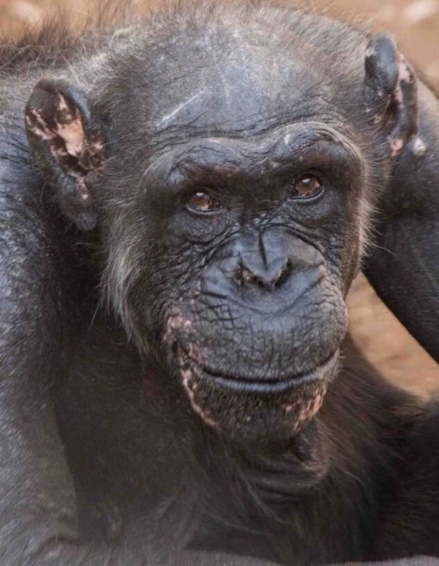 נפרדים מאוגוסטה, השימפנזה בת 53 (צילום: דוברות הספארי)