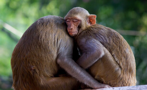 קופים מסוג מקוק רזוס (צילום: Robert Ross, shutterstock)