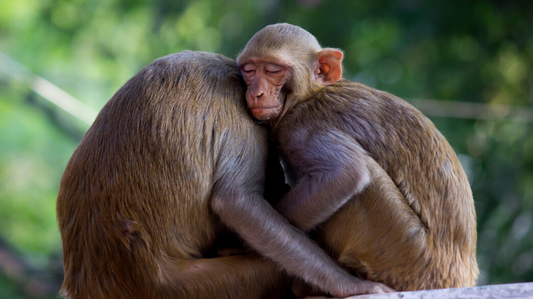 קופים מסוג מקוק רזוס (צילום: Robert Ross, shutterstock)