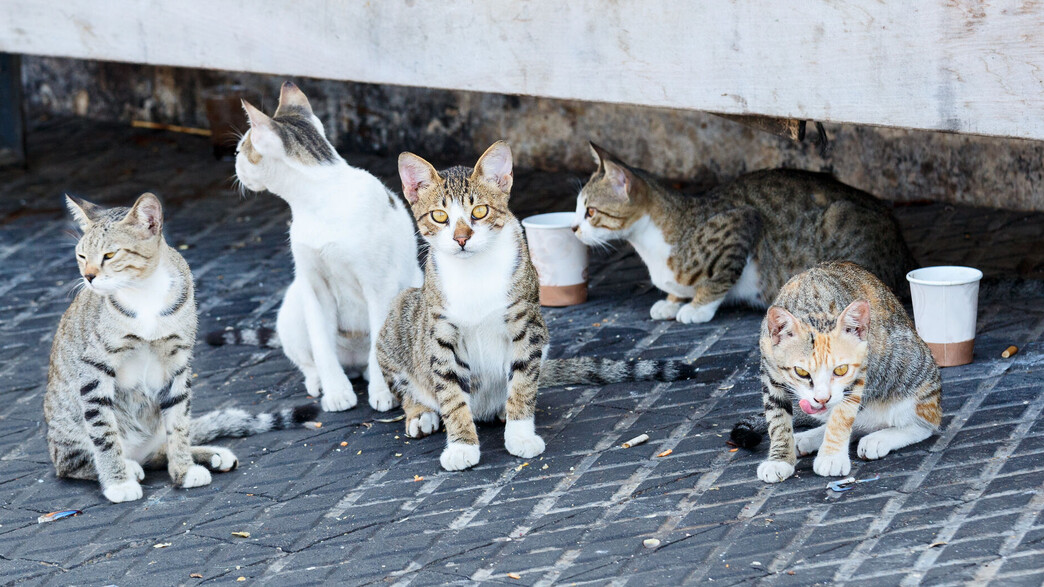 חתולי רחוב (צילום: שאטרסטוק)
