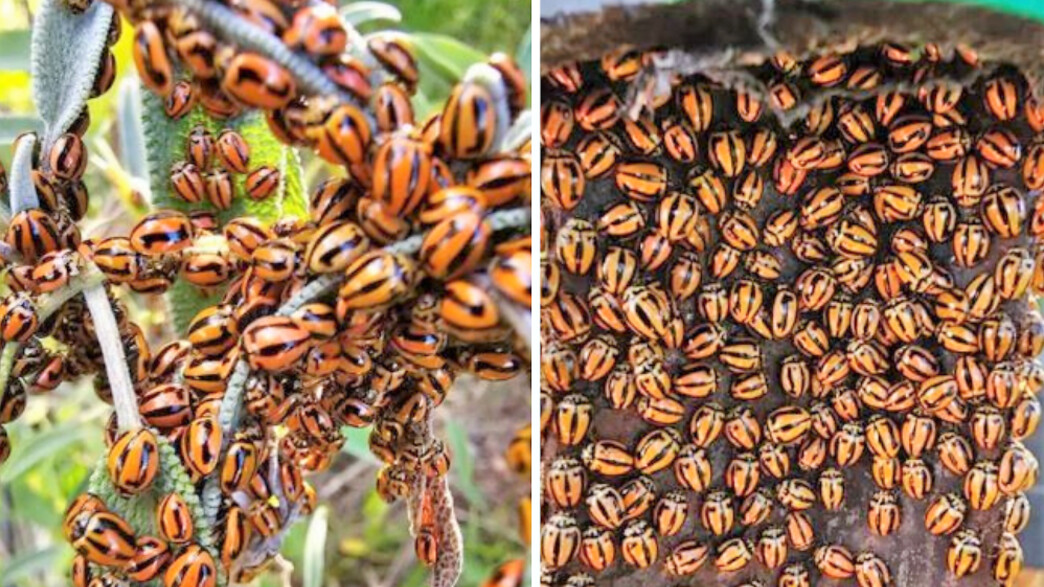 חיפושיות משה רבנו מפוספסות