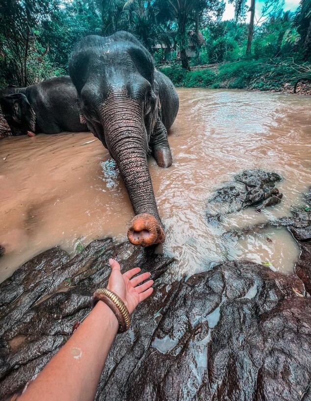 חווית פילים; רק בחוות עם פיקוח וטרנירי (צילום: ליאת כהן רביב)