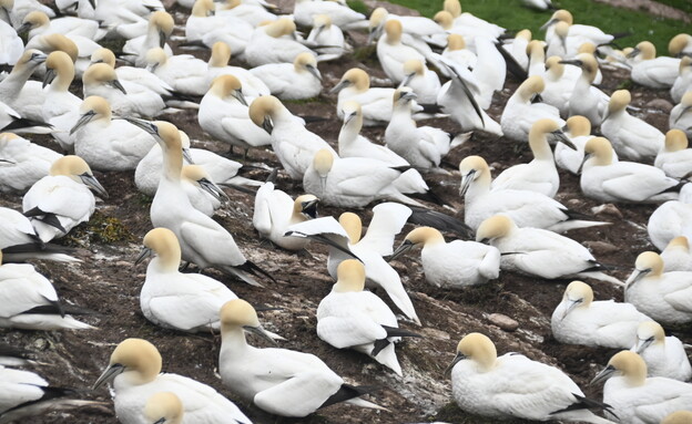 האי בונאוונטור  - אי הציפורים (צילום: ניסים לוי )