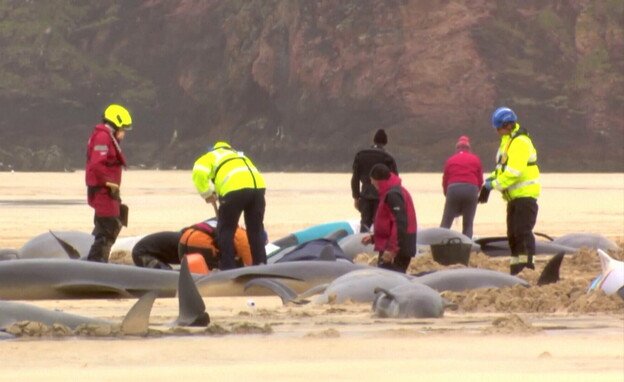 יותר מ-50 לווייתנים נסחפו לחופי סקוטלנד ומתו (צילום: רויטרס)