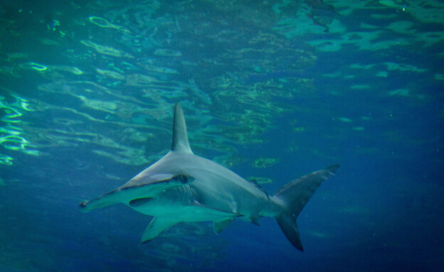 כריש פטישן כד- חרטום המצפה התת ימי אילת (צילום: המצפה התת ימי אילת)