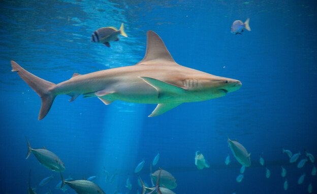 המצפה התת ימי באילת- כרישים  (צילום: המצפה התת ימי אילת)