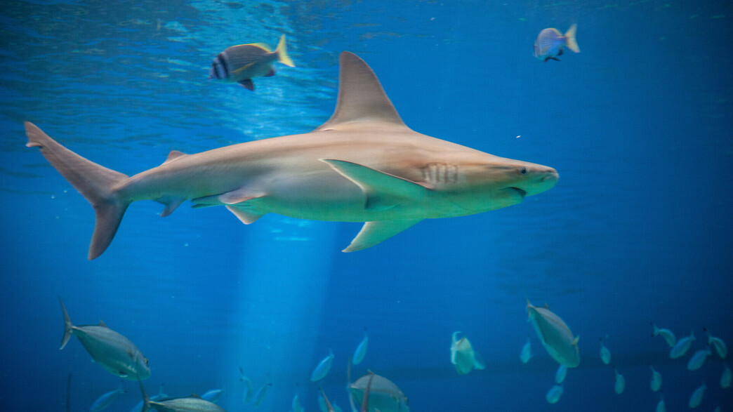 המצפה התת ימי באילת- כרישים 