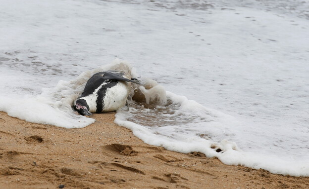 פינגווין מת שאותר בחוף (צילום: רויטרס)