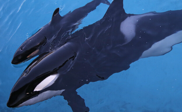 לווייתן קטלן (צילום: רויטרס)