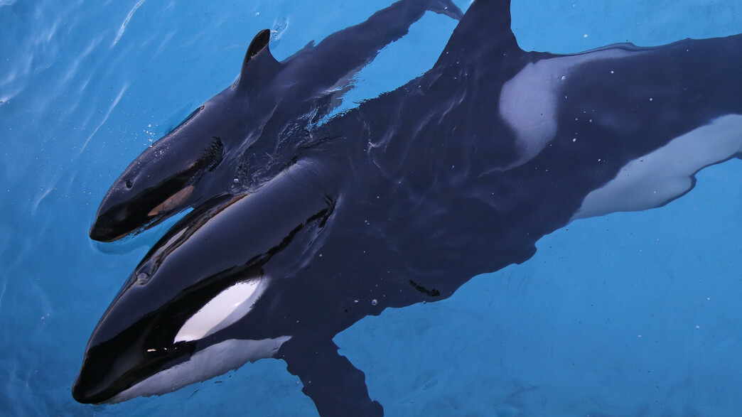 לווייתן קטלן