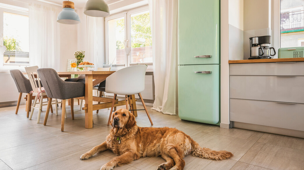 מטבח בצבעי פסטל, כלב במטבח