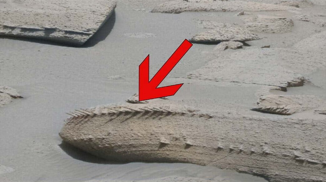 קוצי חול מאדים (צילום: מתוך הרשתות החברתיות לפי סעיף 27א׳ לחוק זכויות יוצרים)