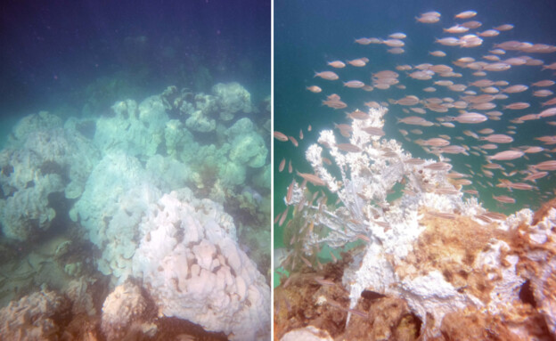שוניות אלמוגים פלורידה (צילום: מתוך הרשתות החברתיות לפי סעיף 27א' לחוק זכויות יוצרים)