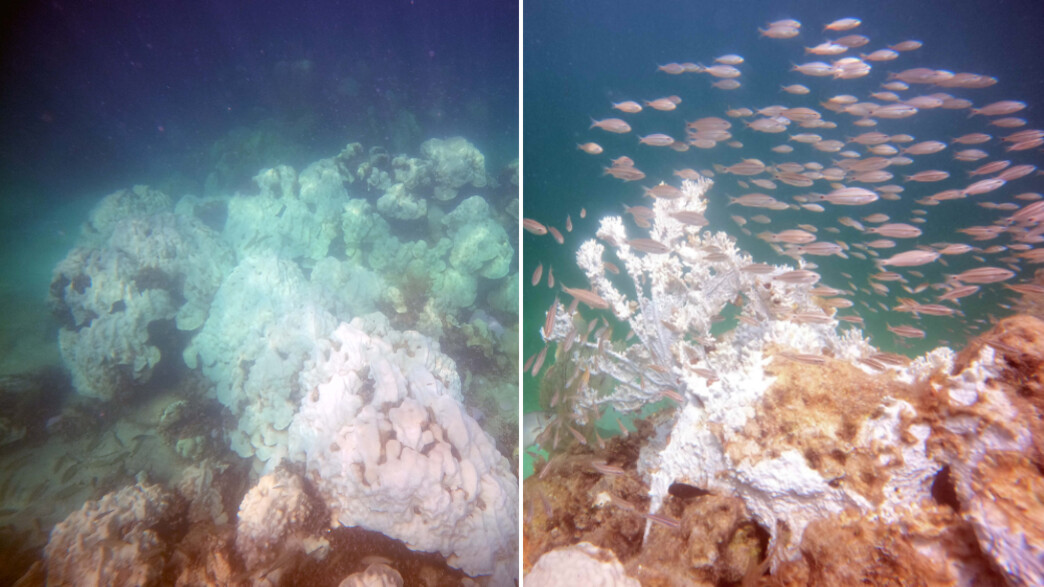 שוניות אלמוגים פלורידה (צילום: מתוך הרשתות החברתיות לפי סעיף 27א' לחוק זכויות יוצרים)