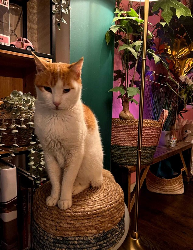 החתול של מני ממטרה (צילום: מתוך אלבום פרטי)